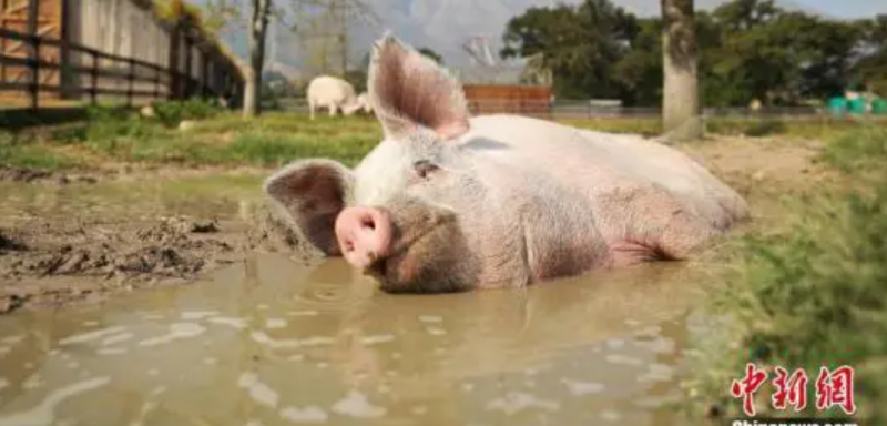 河南豬農表示，他有超過100頭豬死於這場水災，已經沒有繼續生存下去的能力了。（示意圖）   圖：翻攝中新網