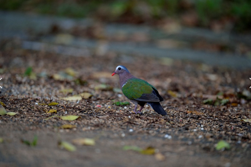 稀有的保育類動物翠翼鳩(圖：李文魁/攝)   圖：林口區公所提供
