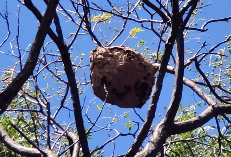 民眾通報在步道旁樹上的黑腹虎頭蜂蜂窩。   圖：新北市動保處提供
