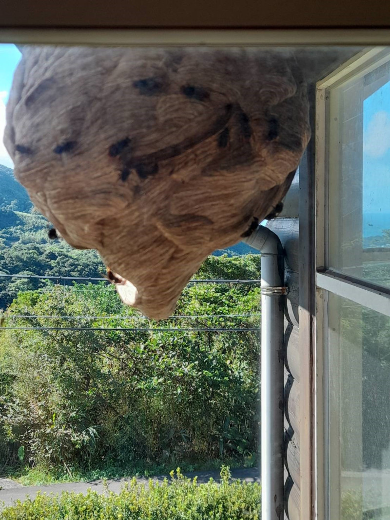 虎頭蜂除在樹上築巢外，也常築巢於屋簷下方。   圖：新北市動保處提供