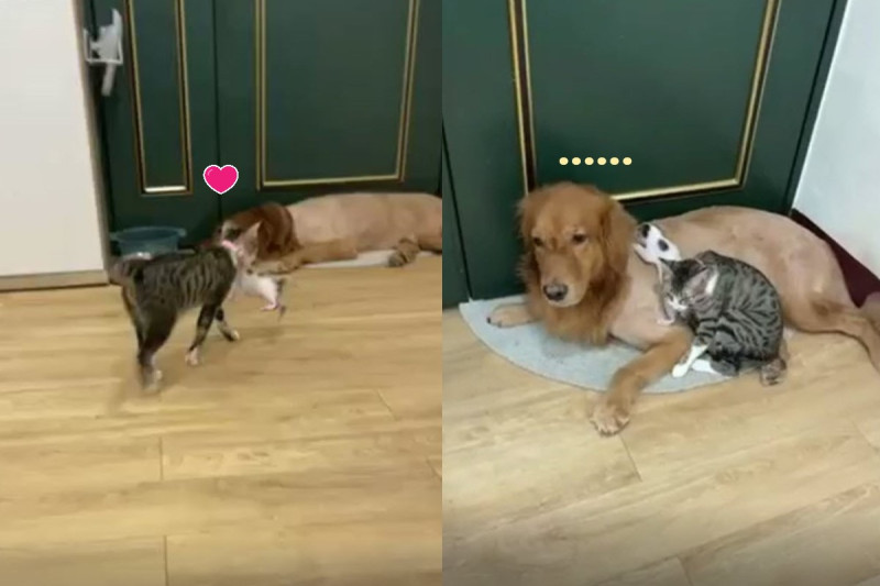 虎斑貓將奶貓叼給黃金獵犬「托嬰」！      圖：網友Yun Jung Chung／授權提供   