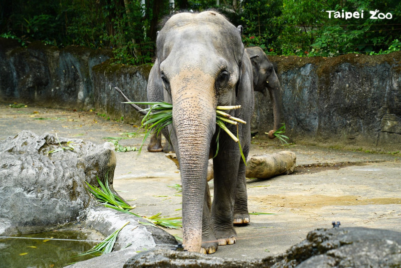 台北市立動物園將於在8月1日（日）重新開放。（圖為亞洲象）   圖：台北市立動物園／提供