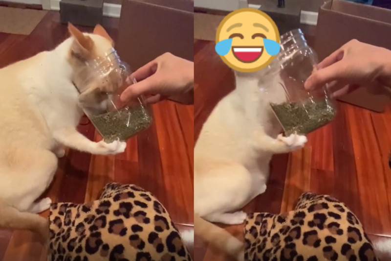 國外一隻貓咪吸了一口貓草罐，立刻浮誇式地「醉倒」！     圖：翻攝自Tik tok帳號all_apaulagies