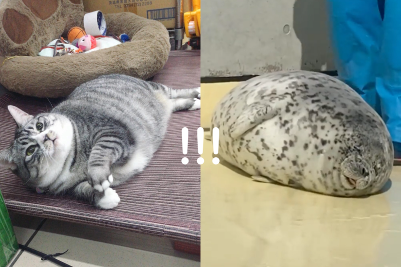 店貓身材圓滾滾，躺在地上的模樣與海豹極度相似。   圖：網友雯子雯子授權提供、Instagram ＠gacchirika