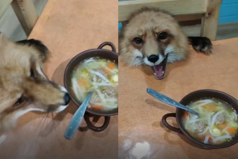 狐狸想偷吃湯麵卻被抓包，大聲叫以示抗議！      圖：翻攝自YT帳號 Caters Clips 