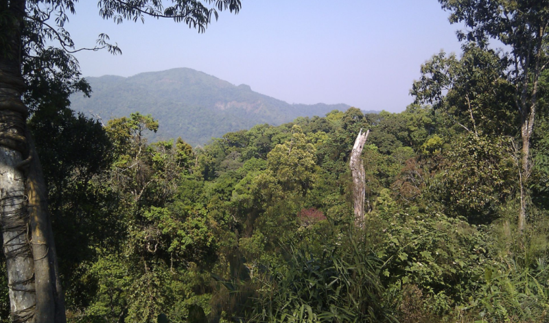 泰國的崗卡章國家公園 (Kaeng Krachan National Park) ，一片以瀕臨滅絕的植物和鳥類而聞名的森林。   圖：翻攝自維基百科