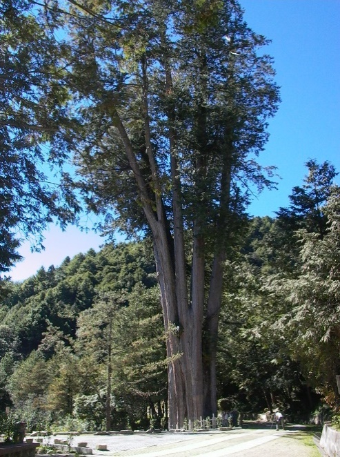圖2、大雪山迷人的千歲紅檜神木。   圖：東勢林管處／提供