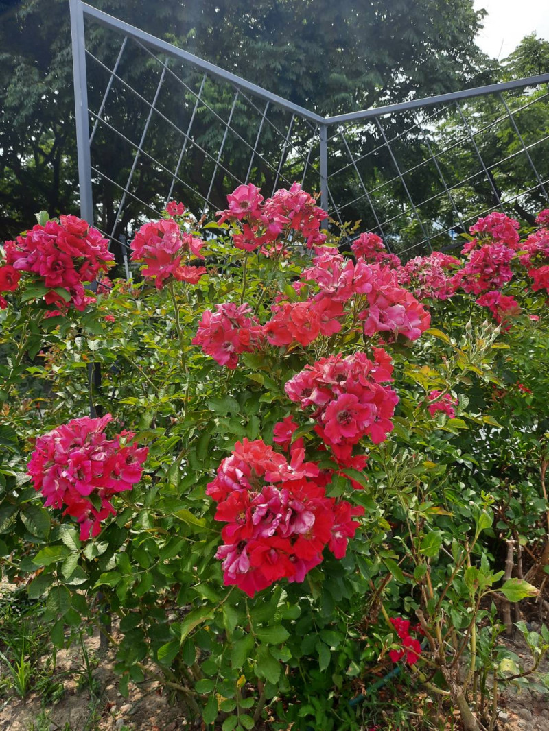紅色的蔓性玫瑰「琳達坎貝爾」，在炎熱的天氣時，植株依然茂密。   圖：公園處／提供