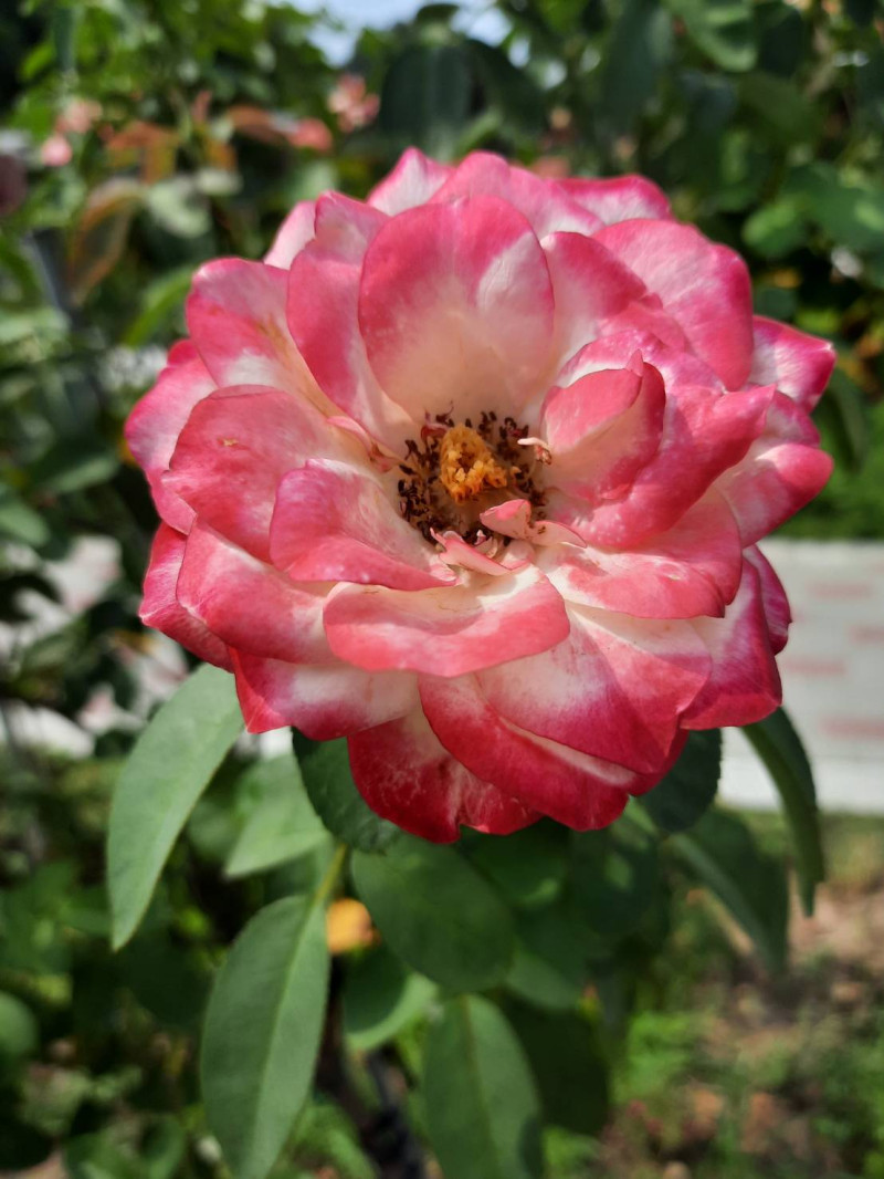 「櫻桃派」也被稱為「摩洛哥公爵」，生長快速並具有開花性，花瓣邊緣由粉至紅。   圖：公園處／提供