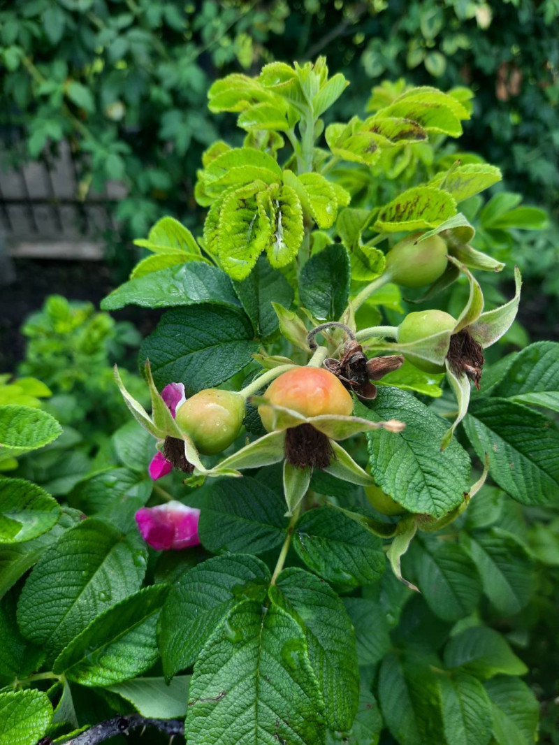 玫瑰果是皺葉玫瑰(Rosa Rugosa)凋謝後，由花托發育而成的肉質漿果，在日本美容界有美膚。   圖：公園處／提供