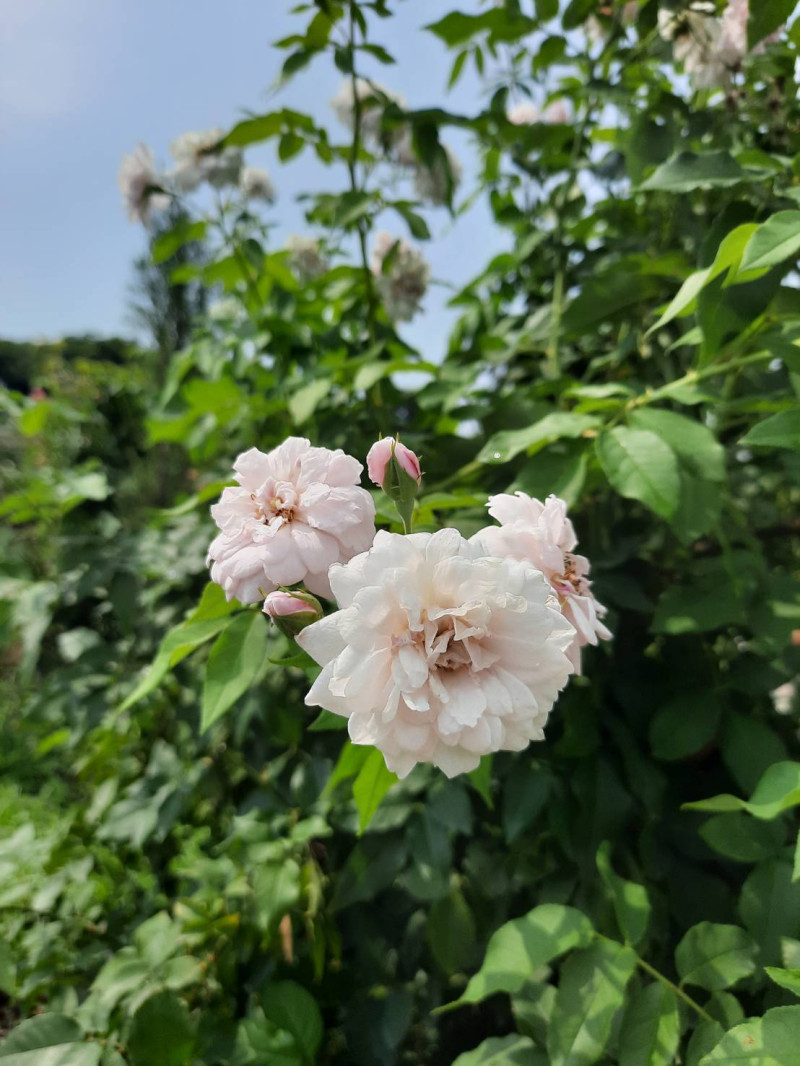 中國古老月季有非常密切血緣的老品種「努賽特」屬耐旱的蔓性玫瑰。   圖：公園處／提供