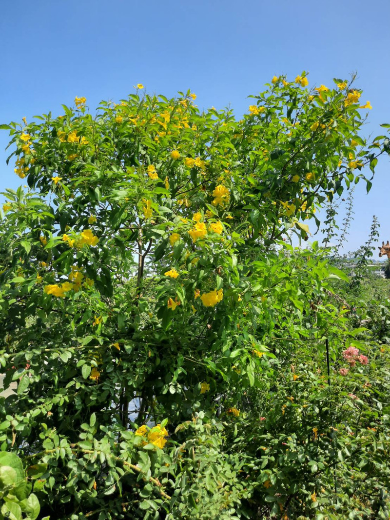 黃鐘花跟阿勃勒同屬開黃花的木本植物，開花多而且花期長。   圖：公園處／提供