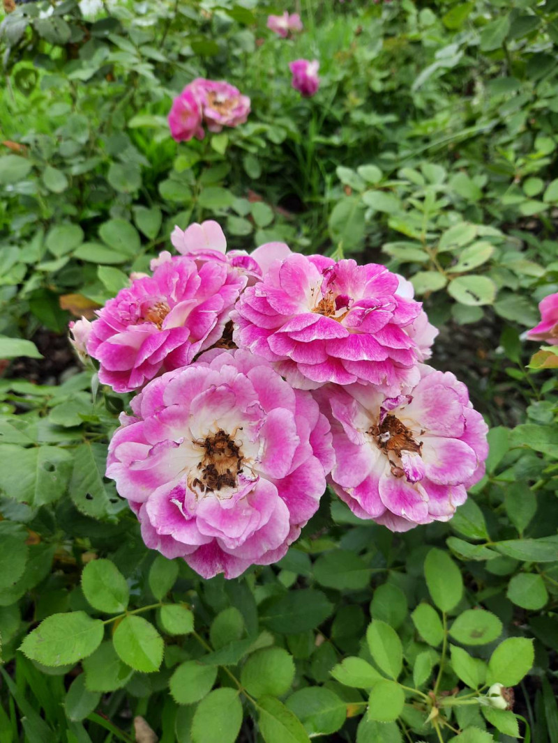 奧菲歐屬於複色的中輪杯型花朵。具大馬士革系的強香，同時融合果香和辛香。   圖：公園處／提供