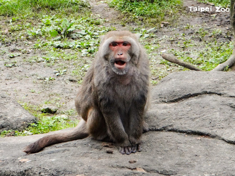 高齡26歲的台灣獼猴「榮哥」已在猴島擔任近20年的「核心雄猴」   圖：台北市立動物園提供
