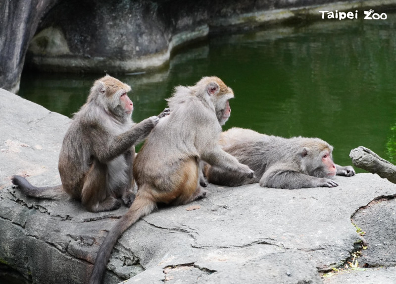 猴島的社會階級目前正在重新建立當中，民眾可一起期待新一屆「核心雄猴」出爐！   圖：台北市立動物園提供