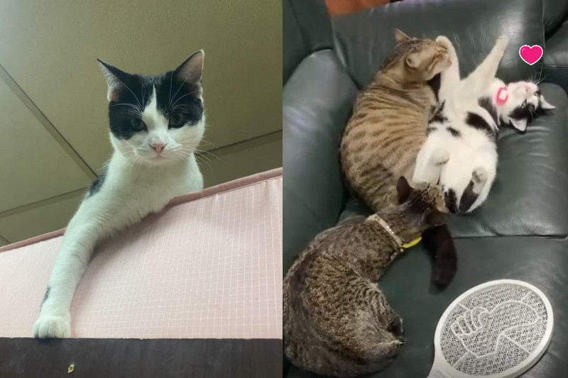 賓士貓「豆摩」日前接受貓哥哥們的「雙貓SPA服務」！   圖：網友陳默默授權提供