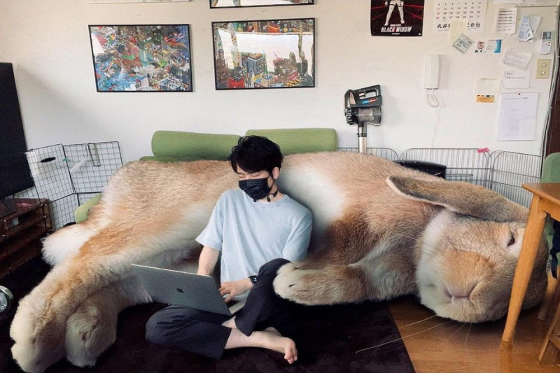 日本一名飼主將寵物兔放大，看起來就像一超大毛沙發一樣療癒！   圖：翻攝自twitter帳號koedo_tyan   