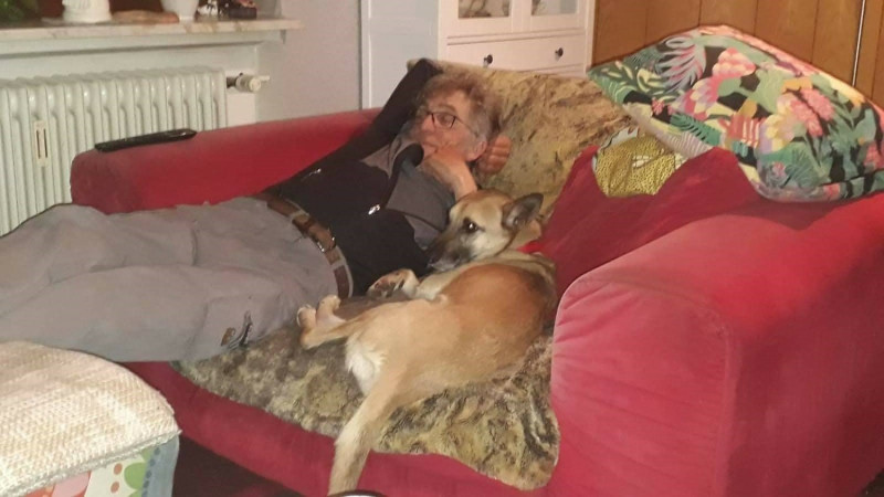 嘎B被一個德國人認養，現在開開心心躺在沙發上陪心愛的主人。   圖：新北市動保處提供