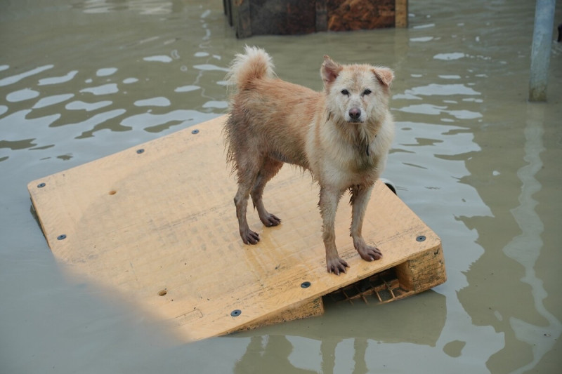 南台灣大雨重創流浪狗收容園區，狗泡水飼料毀。   圖：台灣動物緊急救援小組提供