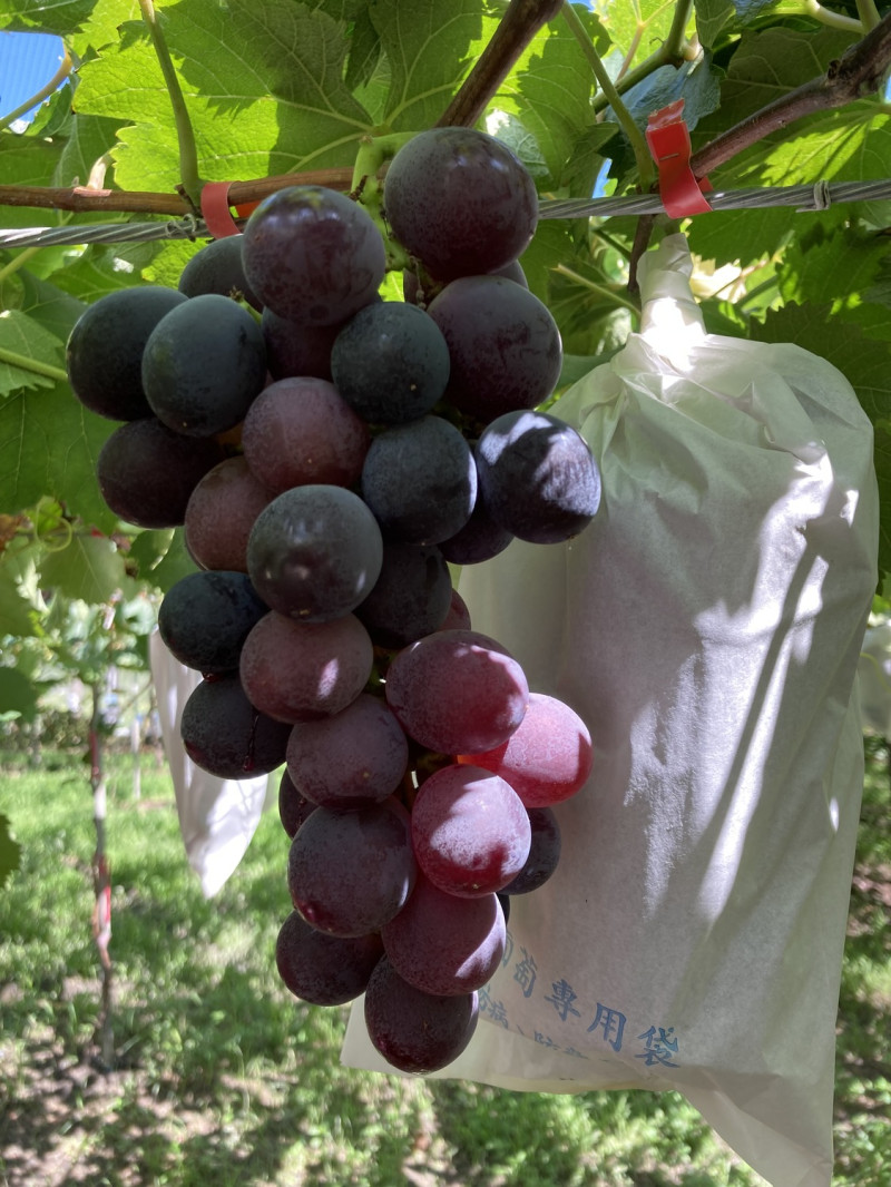 卓蘭葡萄成熟之果串。   圖：農糧署北區分署／提供