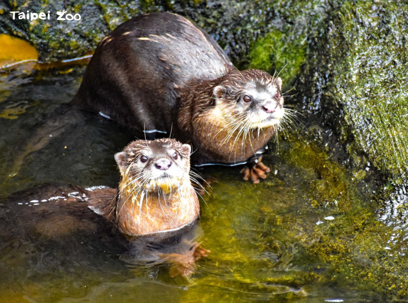 水獺兄弟殷切等待保育員投食，模樣十分可愛。   圖：台北市立動物園提供