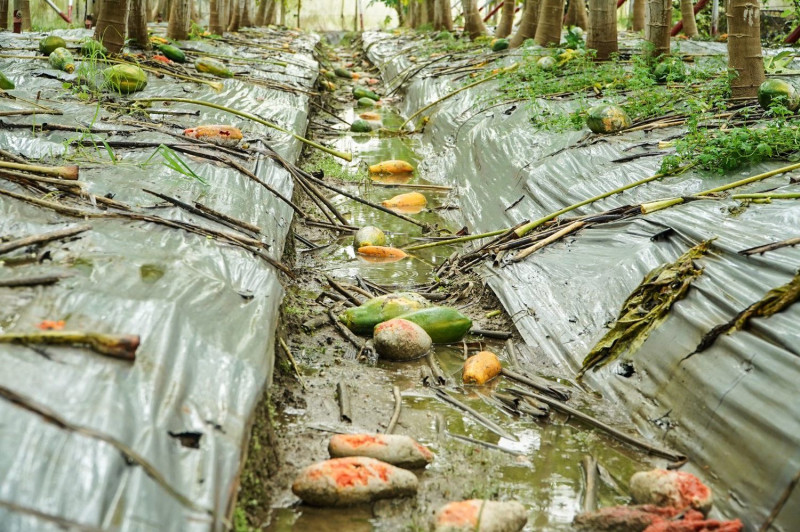 木瓜果園因連日大雨，落果、泡水情況相當嚴重。   圖：取自翁章梁臉書
