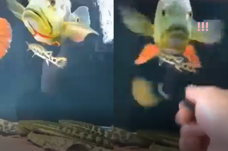 一名網友在水族箱前旋轉物品，沒想到大魚接下來的反應讓網友都笑翻了！   圖：翻攝自reddit帳戶JohnNova85