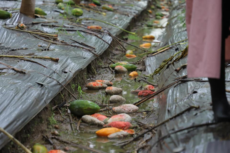8月起的西南氣流豪雨造成全台農損逾4.2億，其中木瓜為主要受損作物。   圖：翻攝自陳吉仲臉書