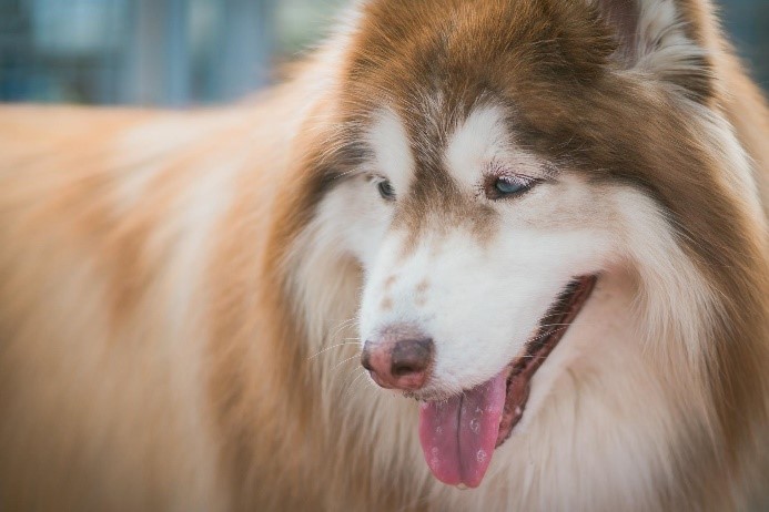 新北市動保處提醒，長毛犬 (阿拉斯加雪橇犬)在天氣炎熱時也容易中暑。   圖：新北市動保處提供