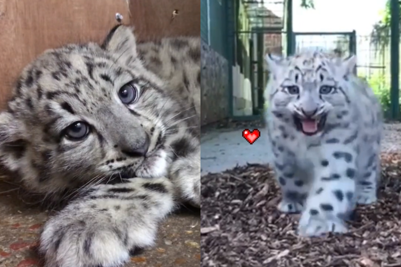 胖寶寶雪豹朝鏡頭緩緩走來，吱吱叫的聲音超軟萌！   圖／TiKTok帳號：thebigcatsanctuary