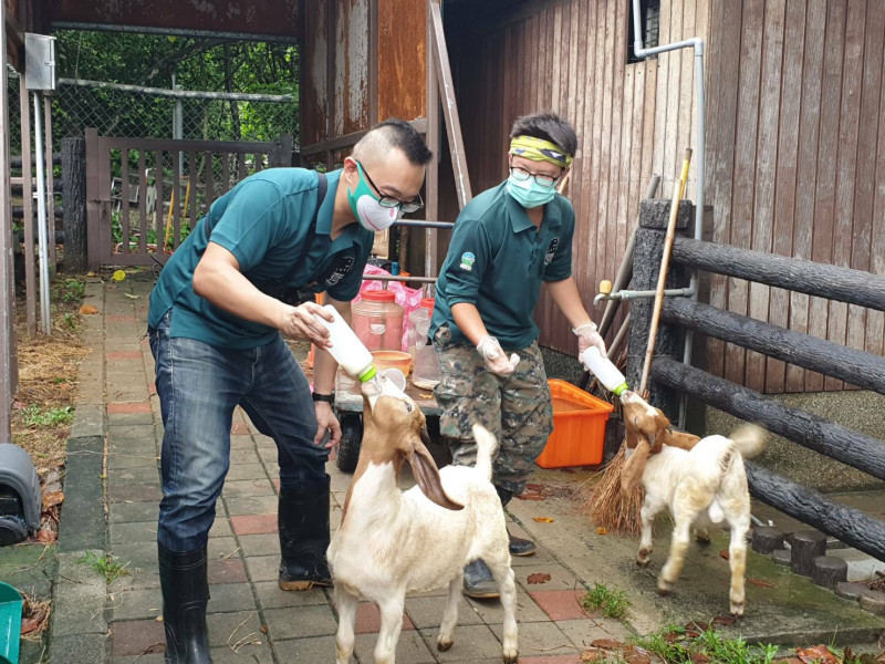 線上動物園的餵羊秀。   圖：高市觀光局提供