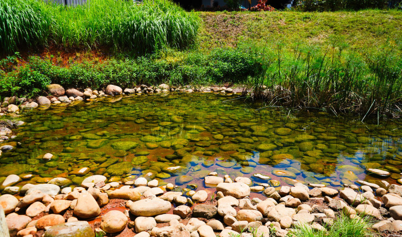 宗北公園利用滯洪池特性改造生態池。   圖：林口區公所提供