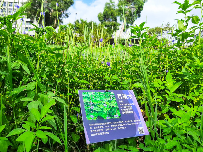 生態復育導入宗北公園生態池並安插生態解說牌。   圖：林口區公所提供