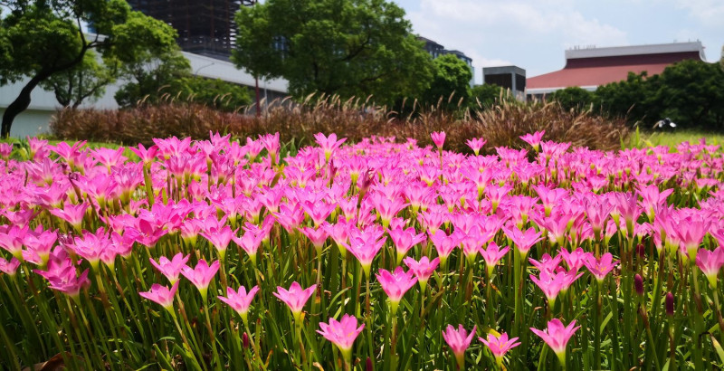鮮豔的花朵在綠地中顯得更加耀眼。   圖：北市公園處／提供