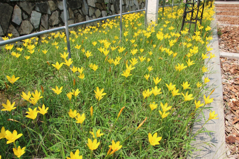 玫瑰園碎木步道旁黃色的風雨蘭正熱情盛開著   圖：台北公園處／提供