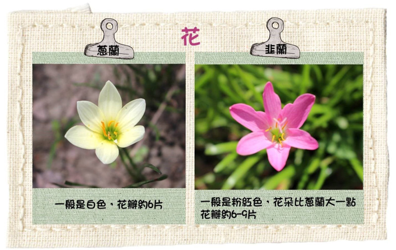 蔥蘭及韭蘭花瓣的分辨方式。   圖：台北公園處／提供