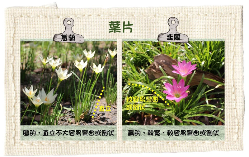 蔥蘭及韭蘭葉片的分辨方式。   圖：台北公園處／提供