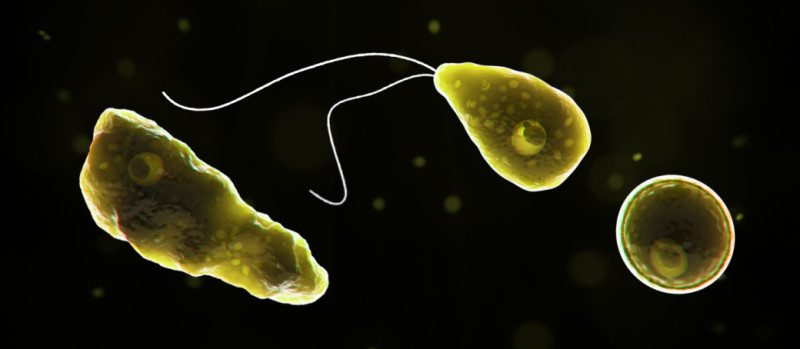 「福氏內格里阿米巴原蟲（Naegleria fowleri）」喜好溫暖水域，會經由人類嗅覺神經進入大腦，引起發炎症狀，致死率極高。   圖：美國疾管署網站