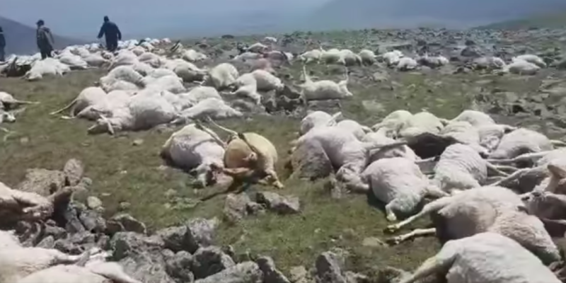 喬治亞當地牧羊人提供現場影片，只見數百隻羊遭雷擊屍橫遍野。   圖：截自Jnews臉書影片