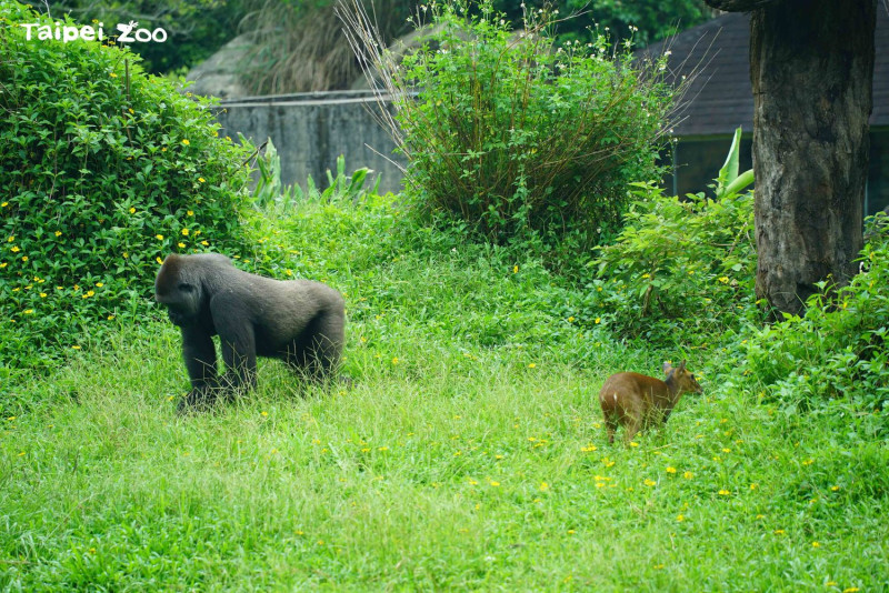 園內表示，金剛猩猩是個性較為溫和的巨猿類，適合與其他小型動物進行混養。   圖：台北市立動物園／提供