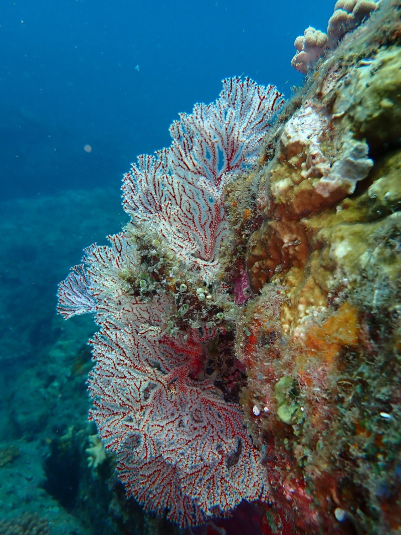 富山保育區外側的獨立礁,礁體離水面100公分,適合船潛浮潛自由潛水體驗潛水。   圖：台東縣政府／提供