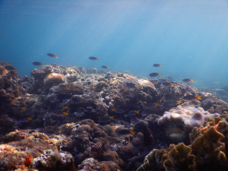 富山海域多樣性珊瑚礁棲地孕育豐富的漁業資源。   圖：台東縣政府／提供