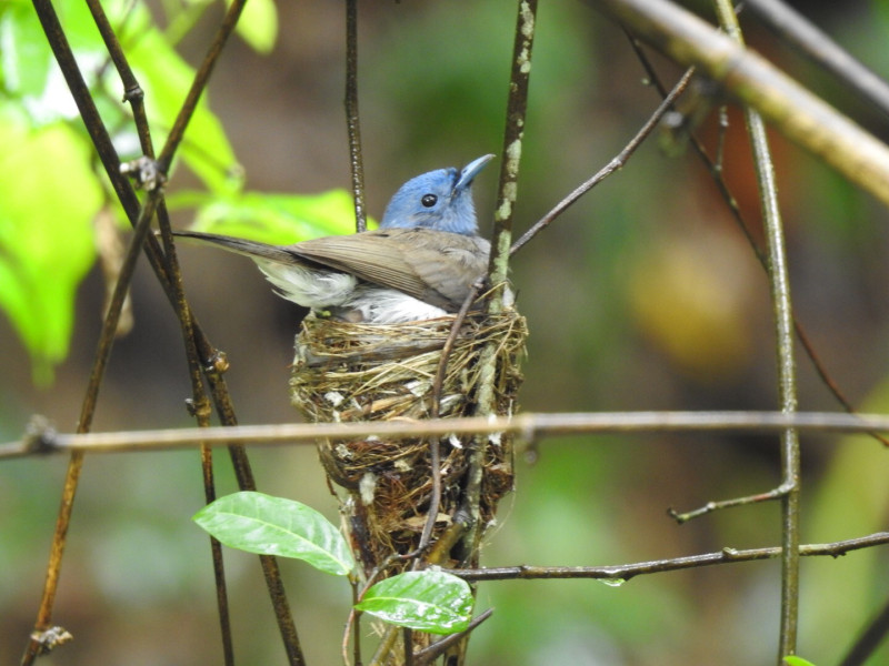 黑枕藍鶲孵蛋（攝影者：曹定華）。   圖：嘉義林管處／提供