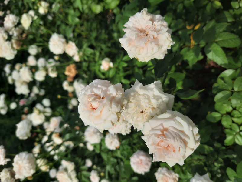 濃郁香氣的「粉妝樓」，在烈日下花朵顯得小巧白皙，是中國最古老的玫瑰品種。   圖：公園處／提供