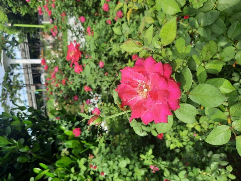 強健多花、具濃香的「大花月季」，暗紅色花瓣可做為果醬使用，也適合做大範圍庭院。   圖：公園處／提供
