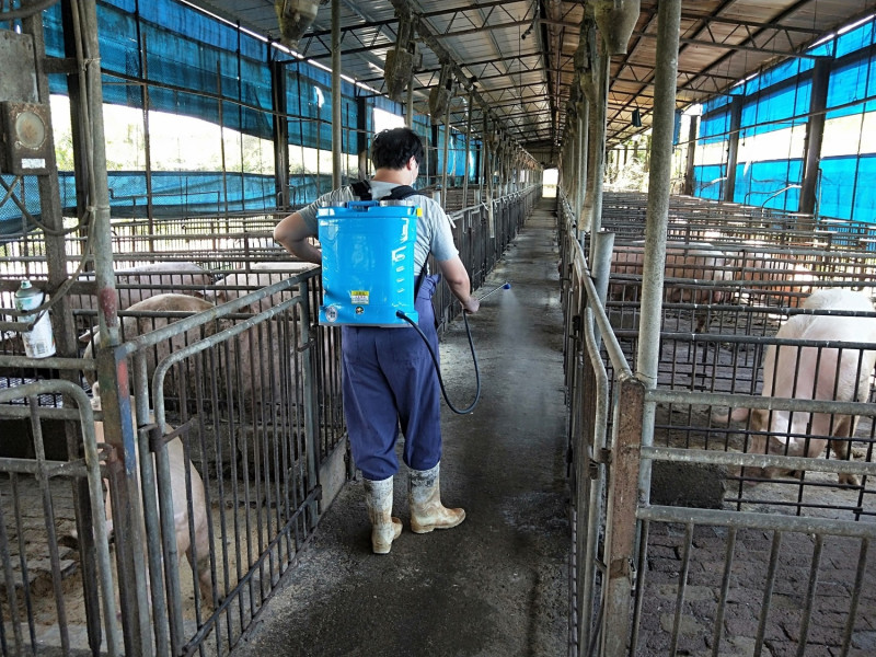 避免疾病傳播，豬場人員進行豬場內環境消毒。   圖：新北市動保處提供