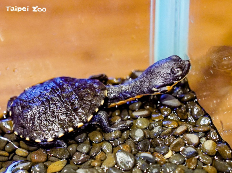 台北市立動物園首次成功繁殖羅地島蛇頸龜。   圖：台北市立動物園／提供