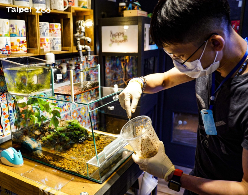 蛇頸龜寶寶唯一能接受的食物：果蠅和果蠅的蛆。   圖：台北市立動物園／提供