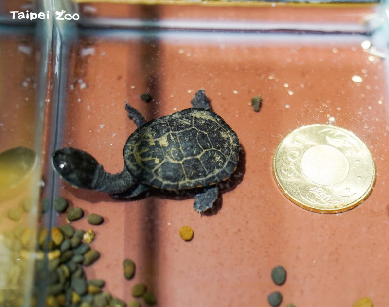 羅地島蛇頸龜為水龜，長時間在水裡活動。（硬幣置於水缸下方）   圖：台北市立動物園／提供