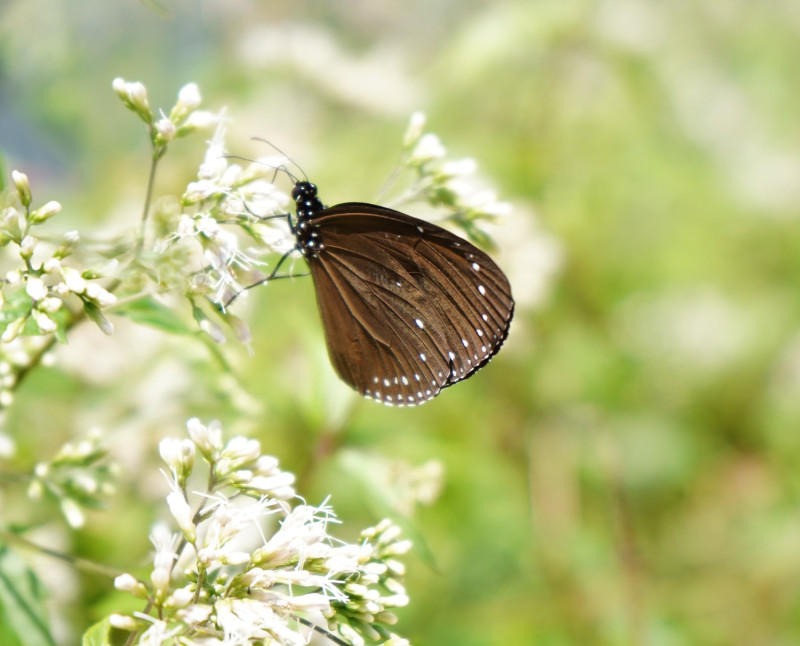 誘蝶植物招蜂引蝶-小紫斑蝶。   圖：林口區公所提供